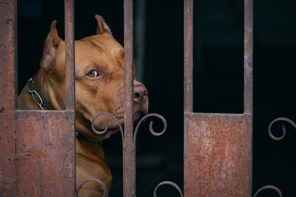 Love-A-Bull: Pitbull Rescue and Adoption South Africa