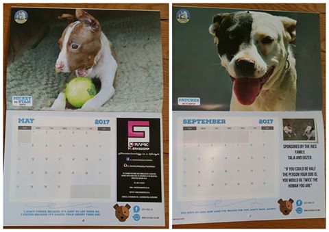 Love-A-Bull Pit Bull Rescue South Africa