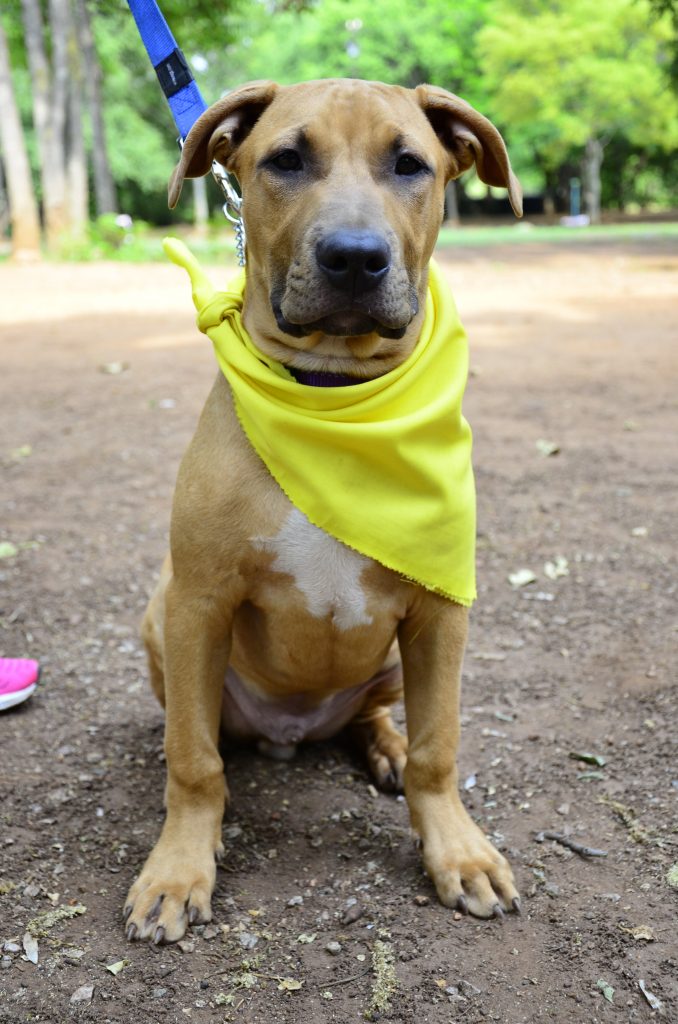 Love-A-Bull Pit Bull Rescue South Africa