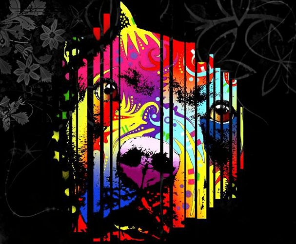 Love-A-Bull Pit Bull Rescue South Africa
