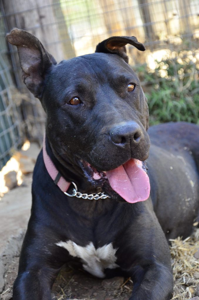 Love-A-Bull Pit Bull Rescue South Africa