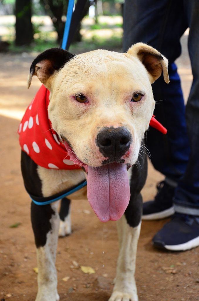 Love-A-Bull Pit Bull Rescue South Africa