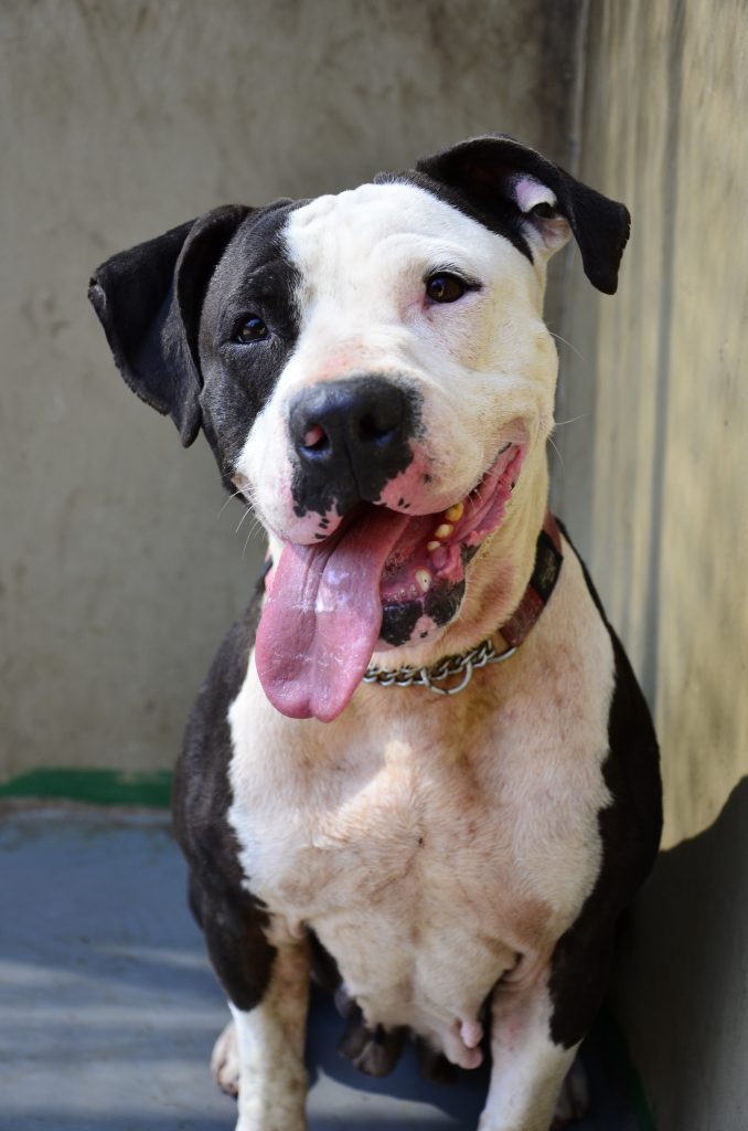 Love-A-Bull Pit Bull Rescue South Africa