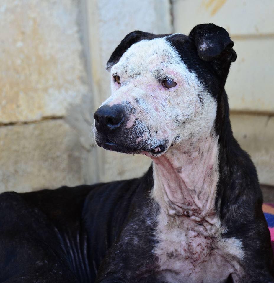 Love-A-Bull Pit Bull Rescue South Africa