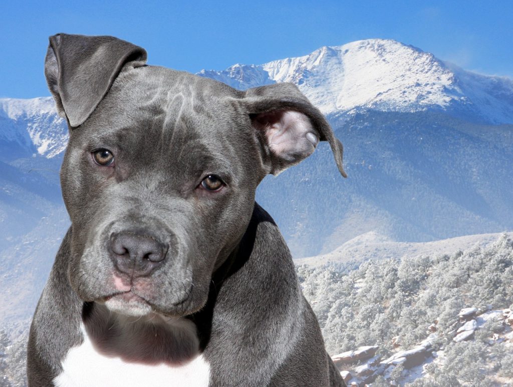 Love-A-Bull: Pitbull Rescue and Adoption South Africa