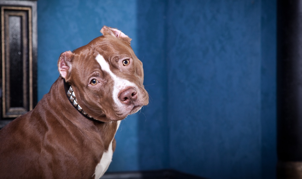 Love-A-Bull Pit Bull Rescue South Africa