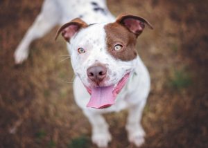 Love-A-Bull: Pitbull Rescue and Adoption South Africa