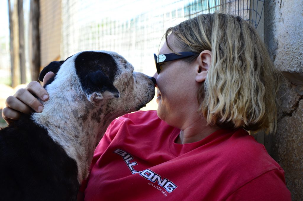 Love-A-Bull Pit Bull Rescue South Africa