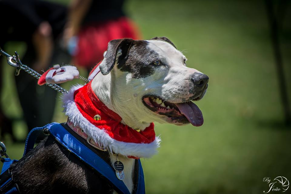 Love-A-Bull Pit Bull Rescue South Africa