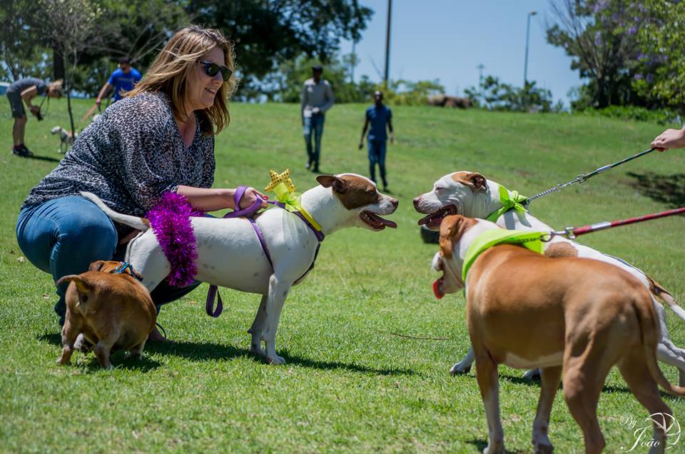 Love-A-Bull Pit Bull Rescue South Africa