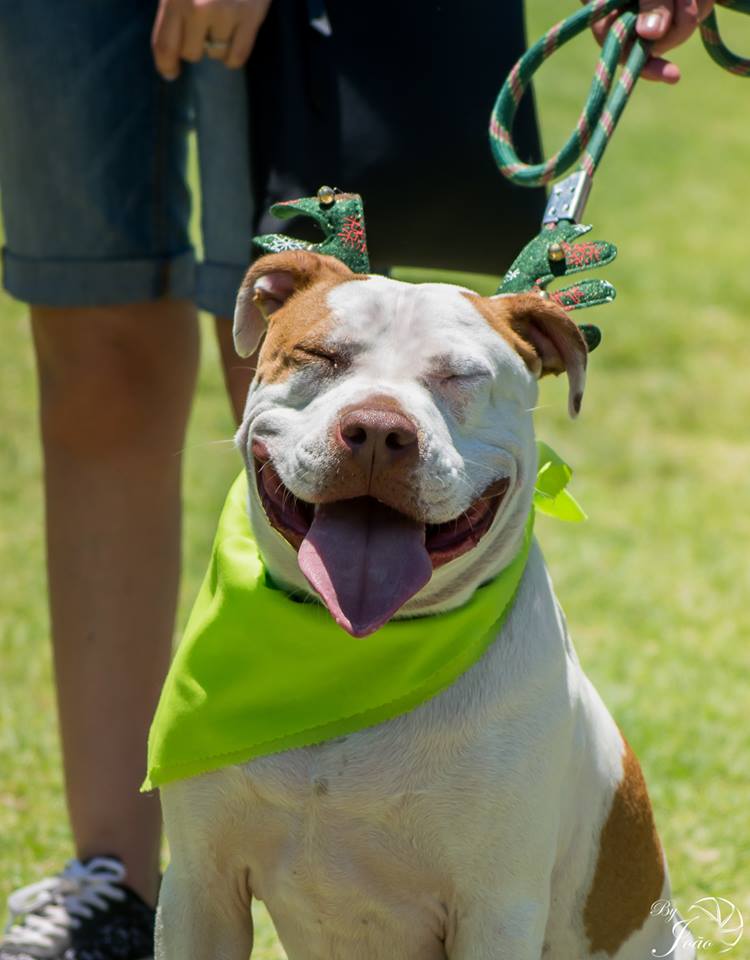 Love-A-Bull Pit Bull Rescue South Africa