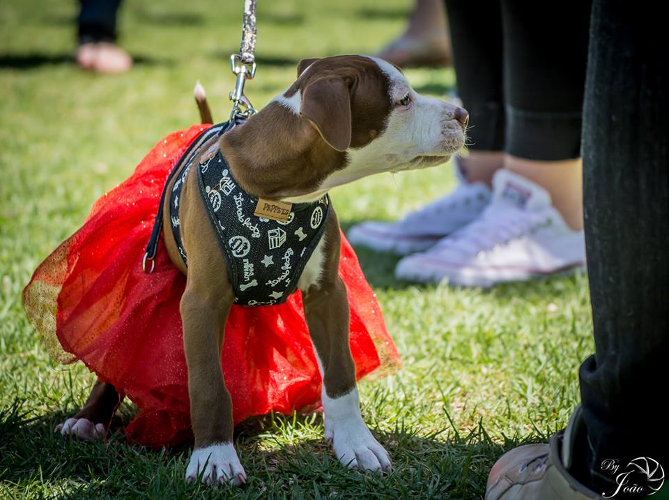 Love-A-Bull Pit Bull Rescue South Africa