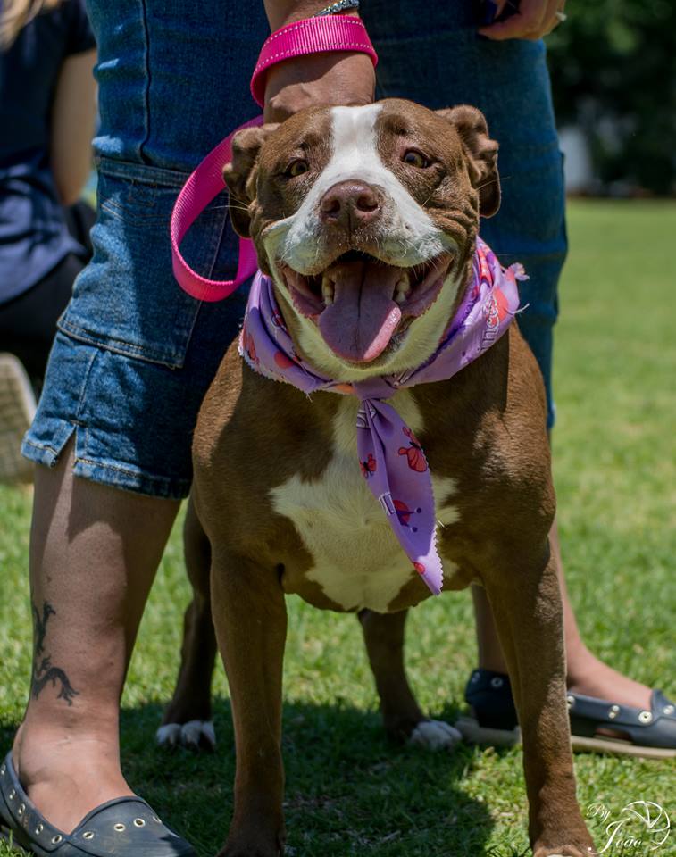 Love-A-Bull Pit Bull Rescue South Africa