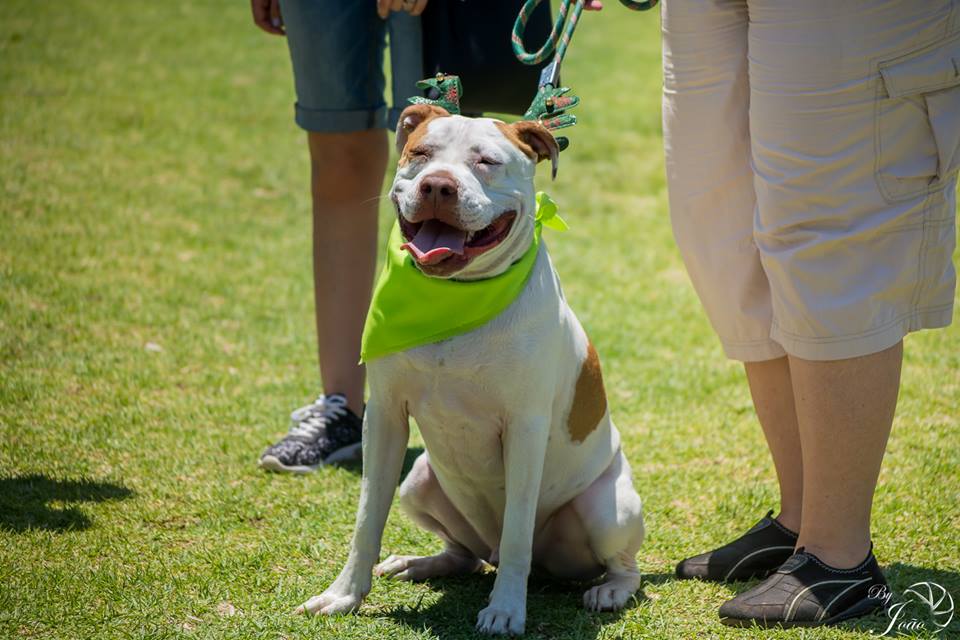 Love-A-Bull Pit Bull Rescue South Africa