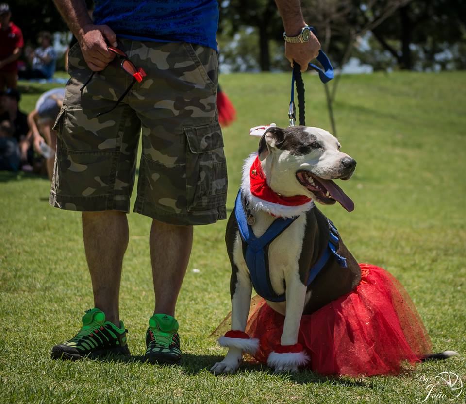 Love-A-Bull Pit Bull Rescue South Africa