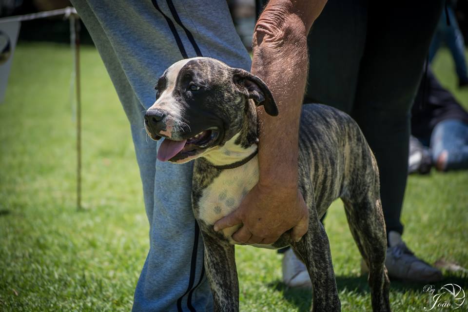 Love-A-Bull Pit Bull Rescue South Africa