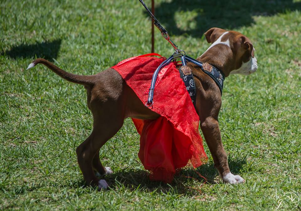 Love-A-Bull Pit Bull Rescue South Africa