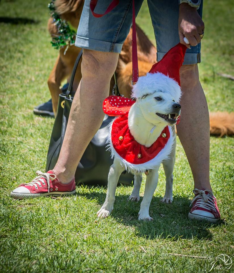 Love-A-Bull Pit Bull Rescue South Africa