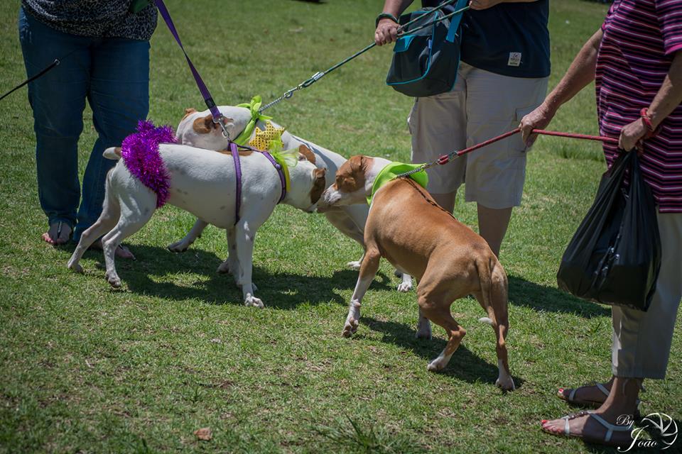 Love-A-Bull Pit Bull Rescue South Africa
