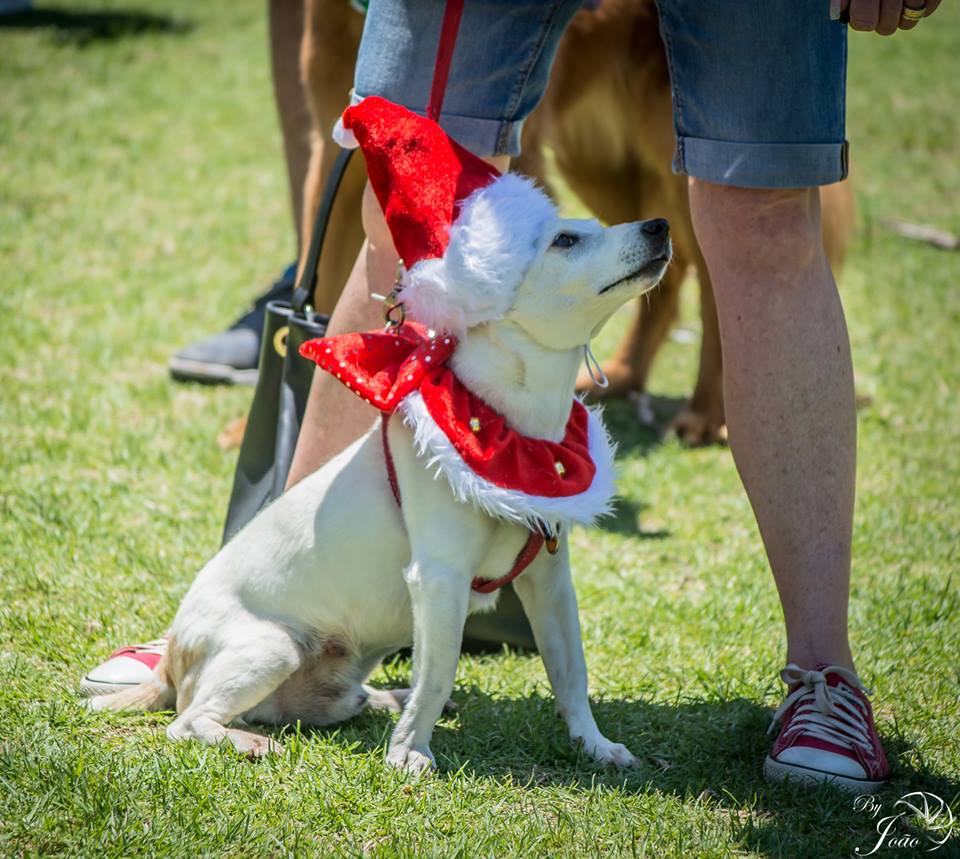 Love-A-Bull Pit Bull Rescue South Africa