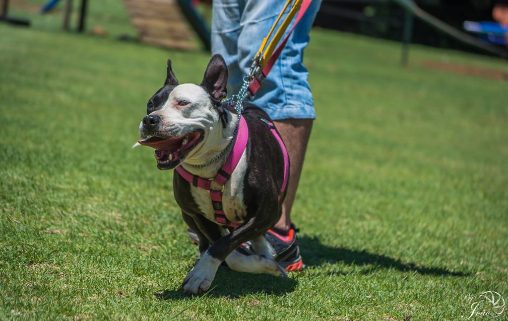 Love-A-Bull Pit Bull Rescue South Africa