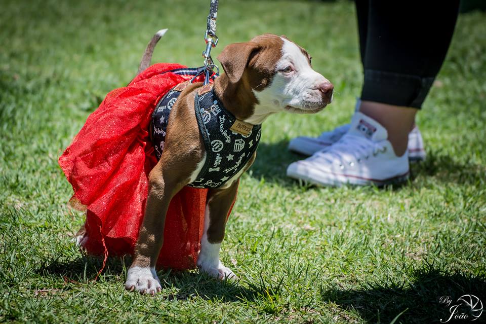 Love-A-Bull Pit Bull Rescue South Africa