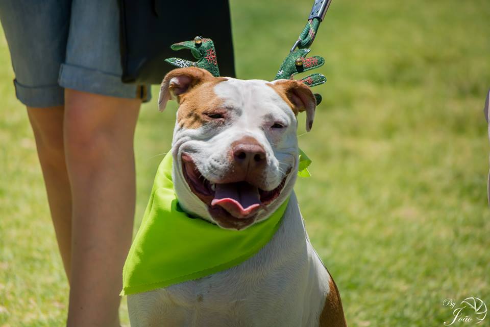 Love-A-Bull Pit Bull Rescue South Africa