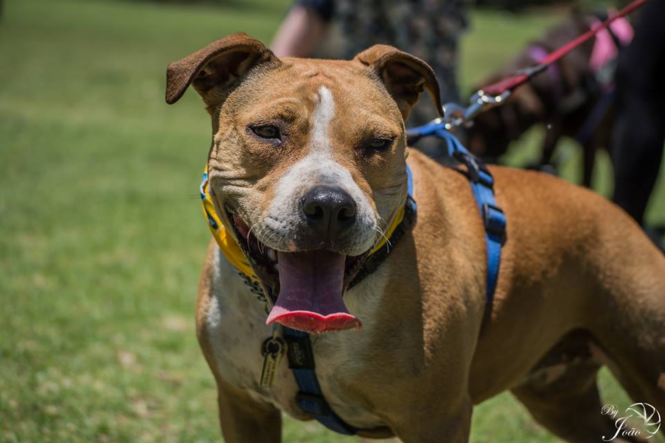 Love-A-Bull Pit Bull Rescue South Africa