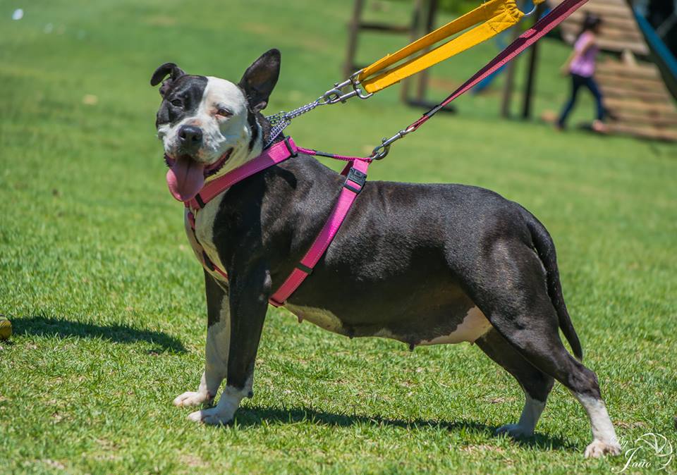 Love-A-Bull Pit Bull Rescue South Africa