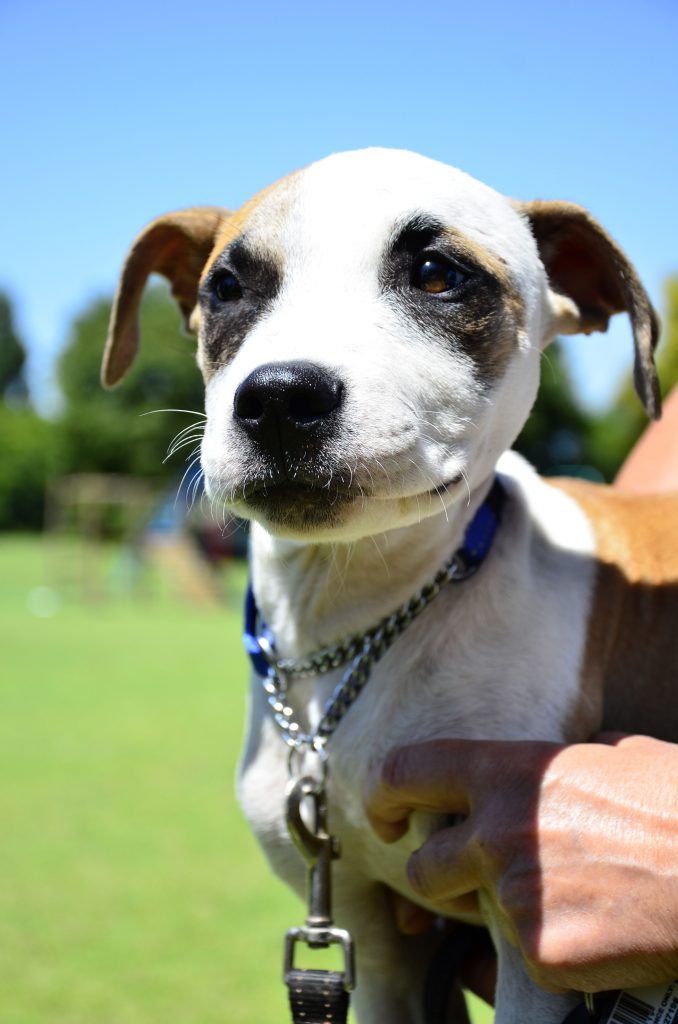 Love-A-Bull Pit Bull Rescue South Africa
