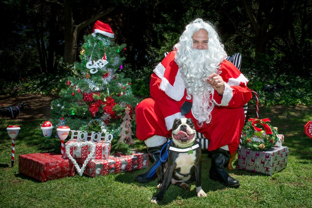 Love-A-Bull Pit Bull Rescue South Africa