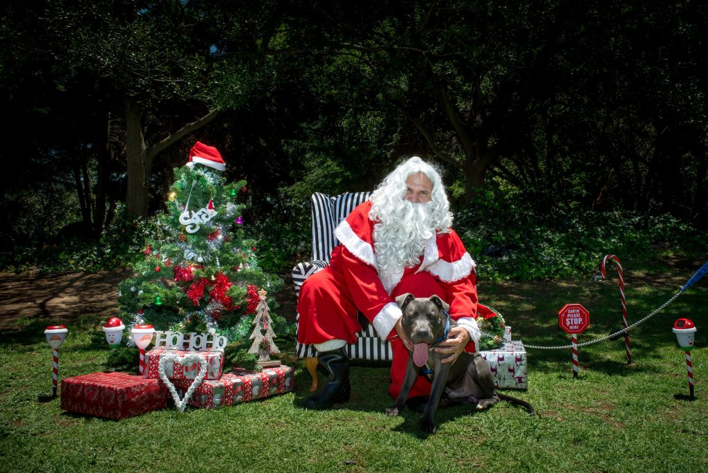 Love-A-Bull Pit Bull Rescue South Africa