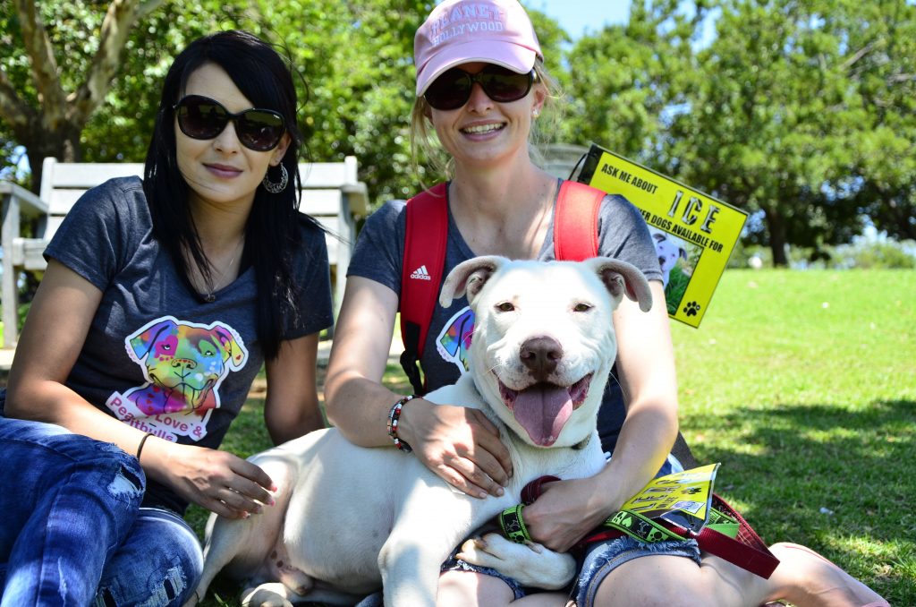 Love-A-Bull Pit Bull Rescue South Africa