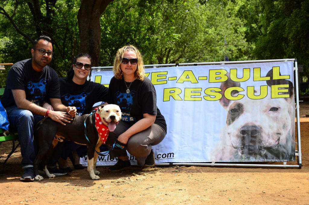 Love-A-Bull Pit Bull Rescue South Africa