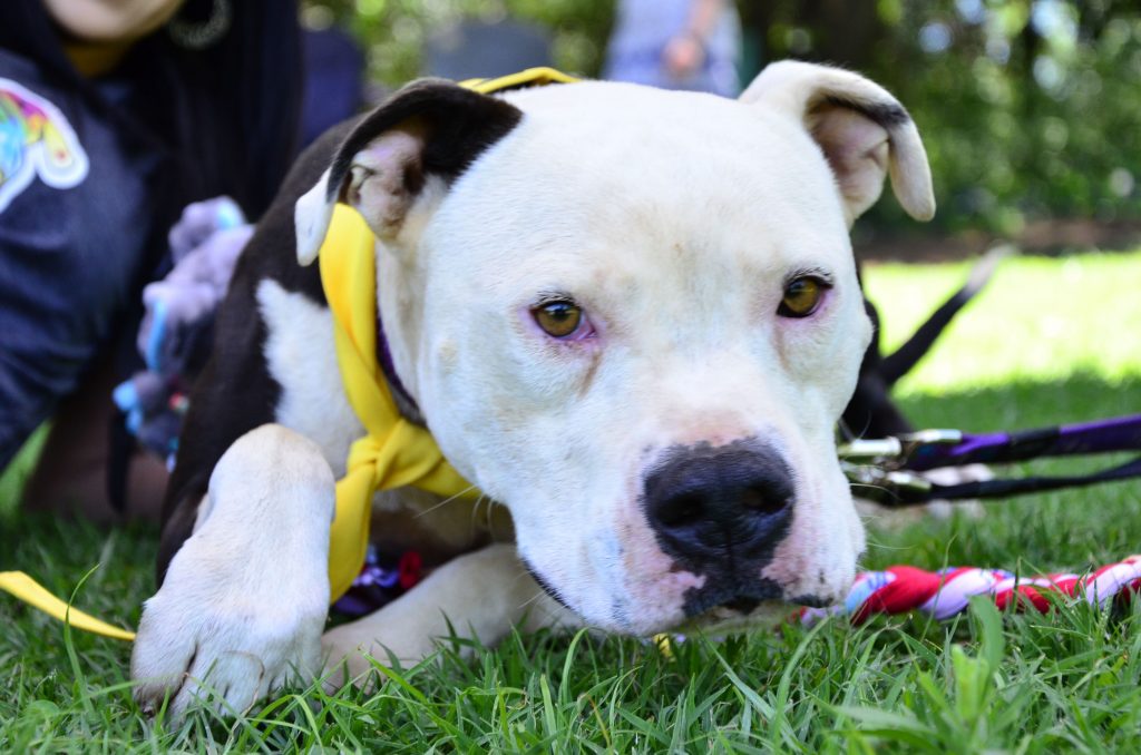 Love-A-Bull Pit Bull Rescue South Africa