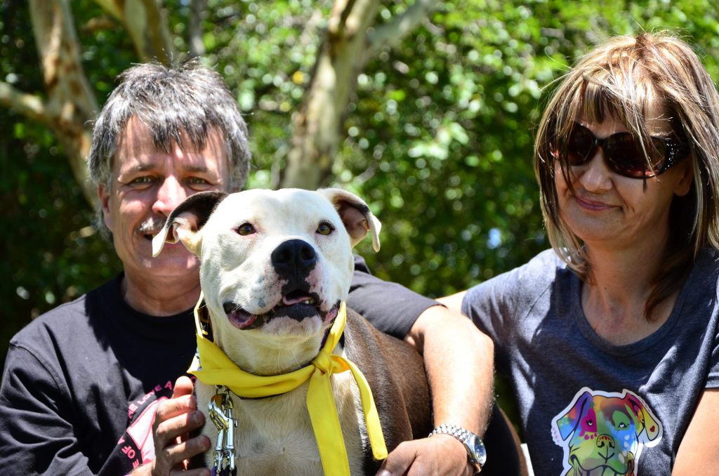 Love-A-Bull Pit Bull Rescue South Africa