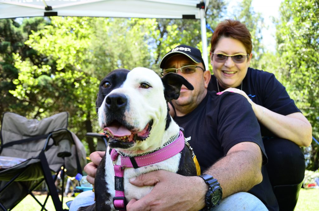 Love-A-Bull Pit Bull Rescue South Africa