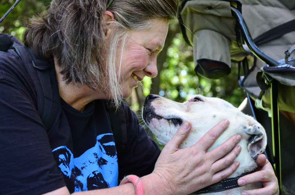 Love-A-Bull Pit Bull Rescue South Africa