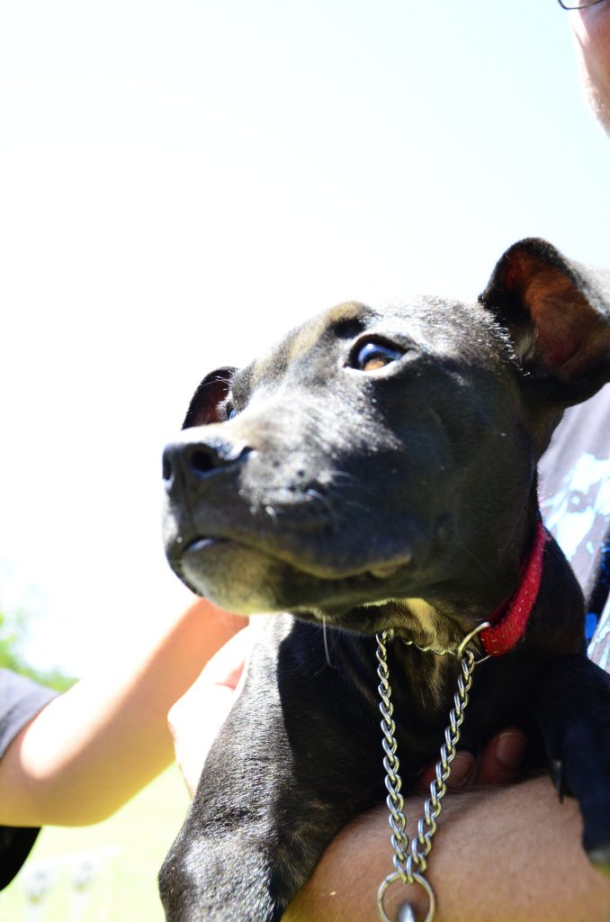 Love-A-Bull Pit Bull Rescue South Africa