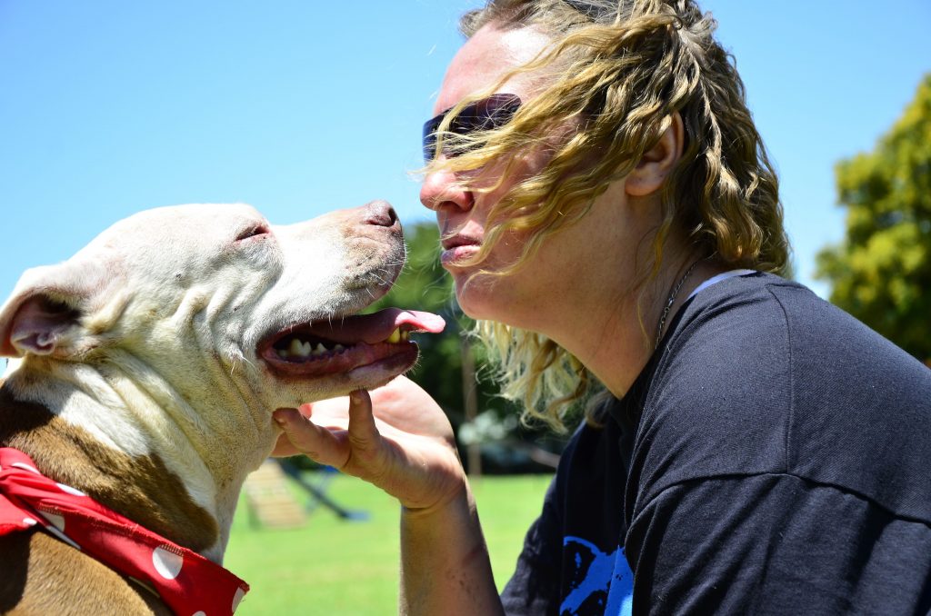 Love-A-Bull Pit Bull Rescue South Africa