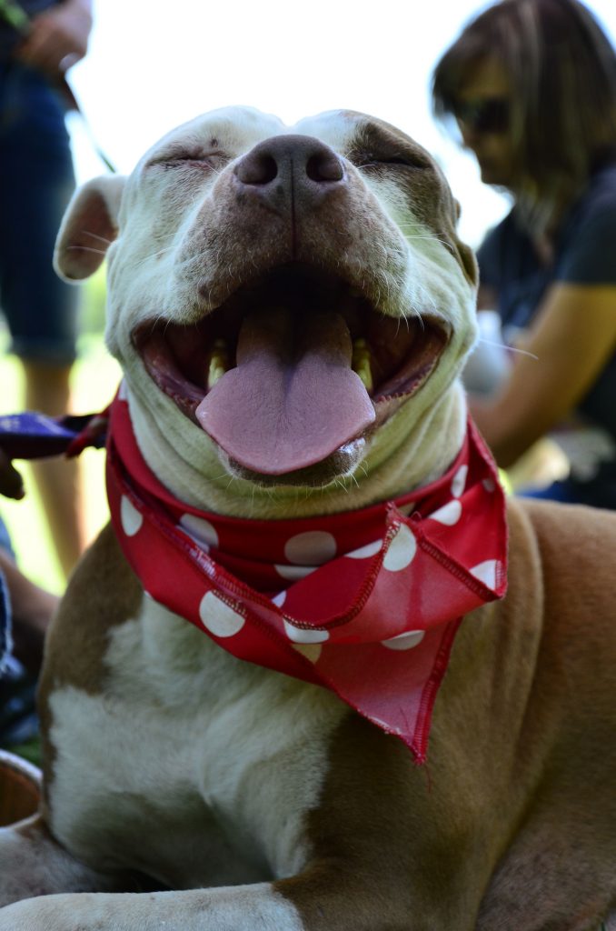 Love-A-Bull Pit Bull Rescue South Africa