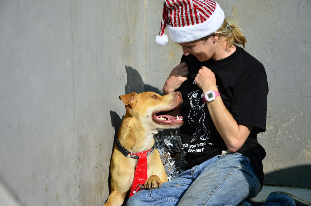 Love-A-Bull Pit Bull Rescue South Africa