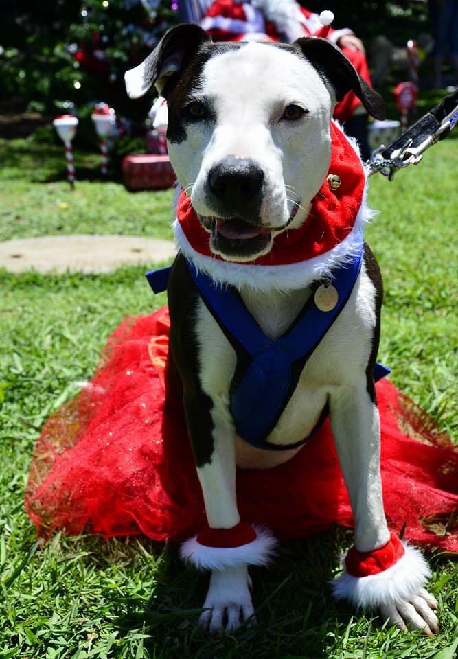 Love-A-Bull Pit Bull Rescue South Africa