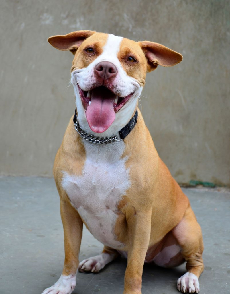 Love-A-Bull Pit Bull Rescue South Africa