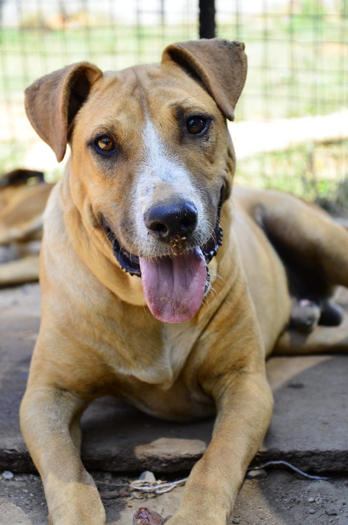 Love-A-Bull Pit Bull Rescue South Africa