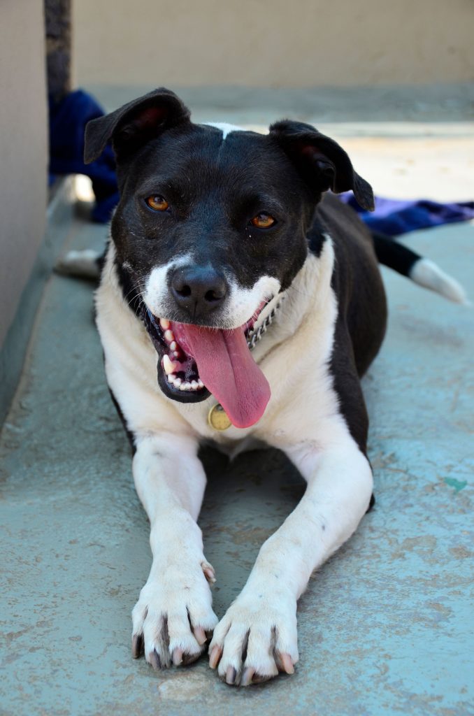 Love-A-Bull Pit Bull Rescue South Africa