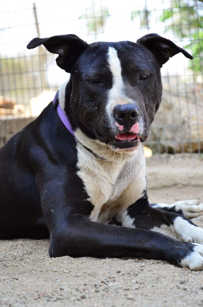 Love-A-Bull Pit Bull Rescue South Africa