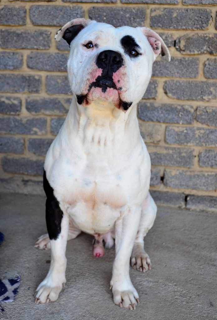 Love-A-Bull Pit Bull Rescue South Africa