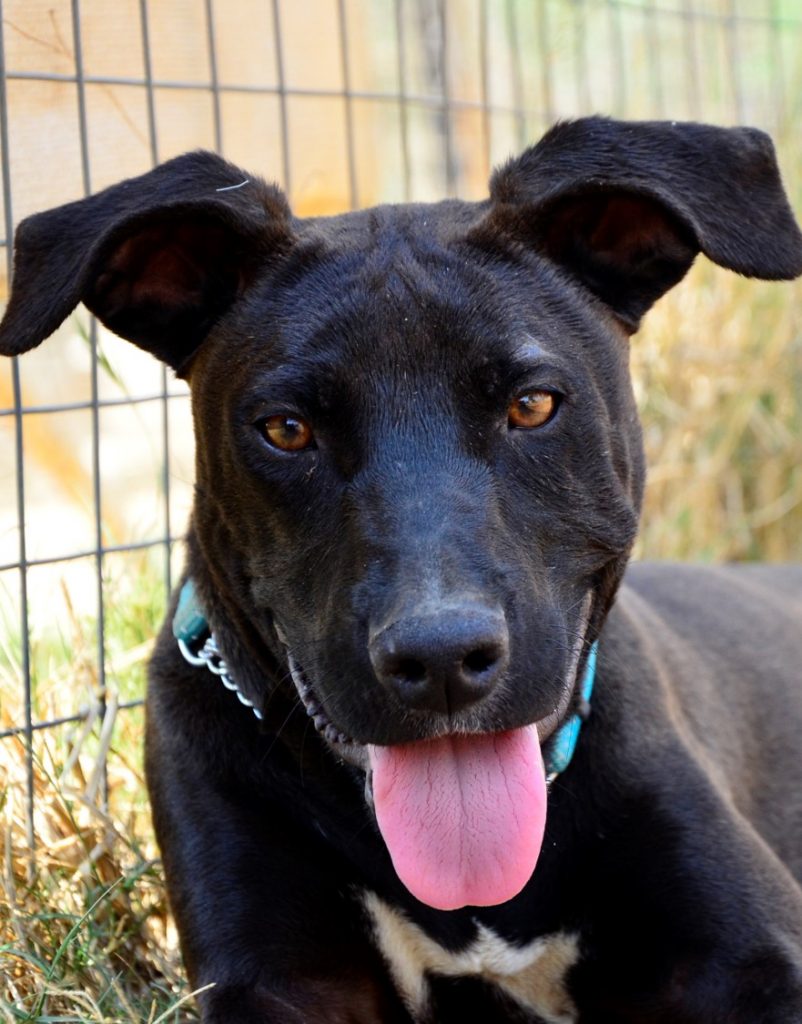 Love-A-Bull Pit Bull Rescue South Africa