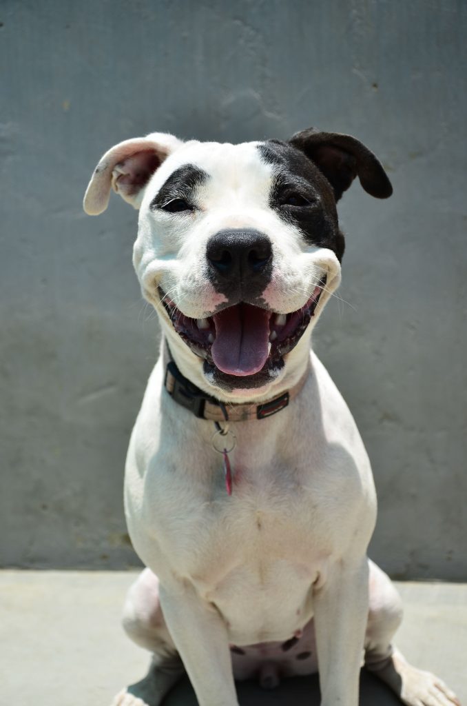 Love-A-Bull Pit Bull Rescue South Africa